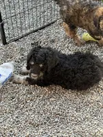 Harry , a male Poodle - Standard  for sale in Deer Park, WA – 3 of 6