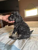 Mickey, a male Poodle - Standard  for sale in Deer Park, WA – Photo 4 of 6