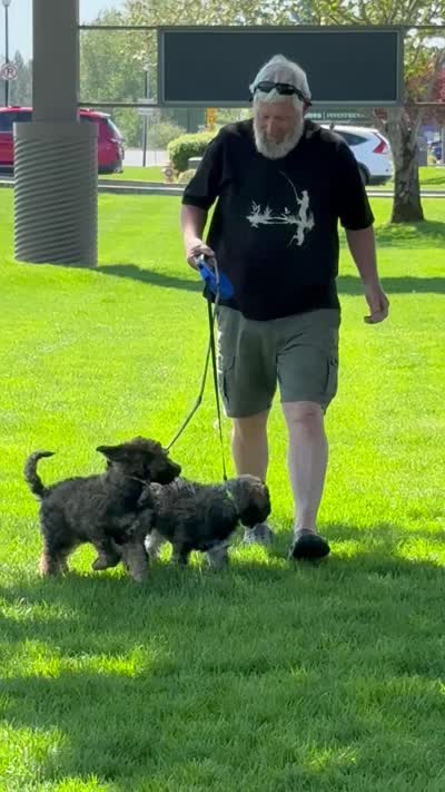 Mickey, a male Poodle - Standard  for sale in Deer Park, WA – 8 of 8