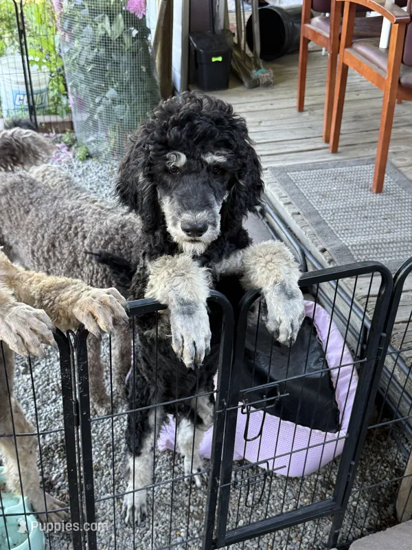 Harry  – Poodle - Standard  puppy for sale in Deer Park, WA