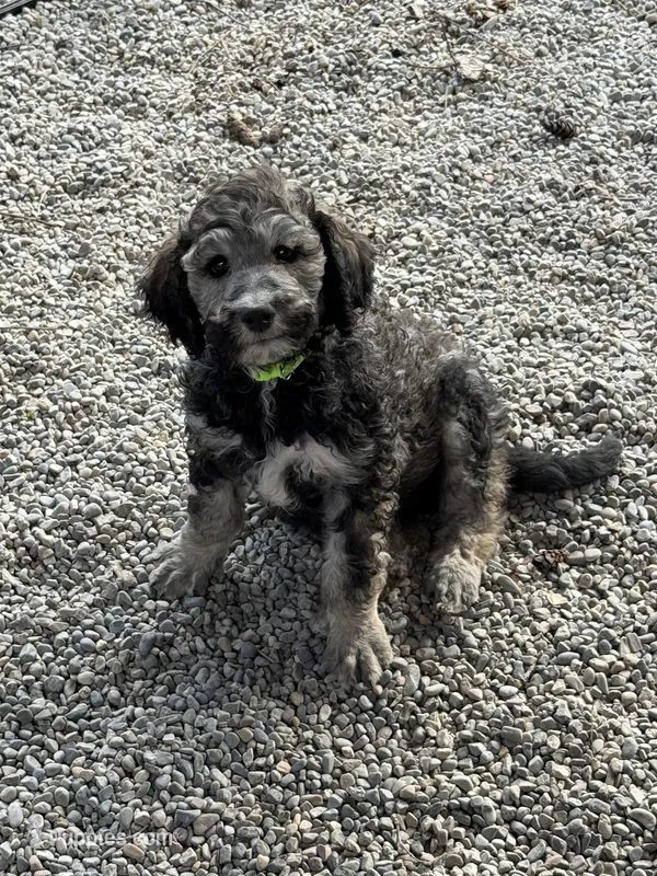 Lando – Poodle - Standard  puppy for sale in Deer Park, WA
