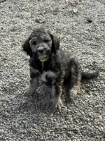 Lando, a male Poodle - Standard  for sale in Deer Park, WA – 1 of 8