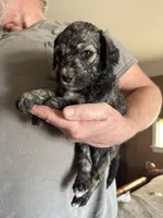 Lando, a male Poodle - Standard  for sale in Deer Park, WA – Photo 3 of 3