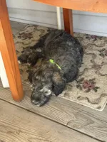Lando, a male Poodle - Standard  for sale in Deer Park, WA – 5 of 8