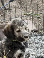 Lando, a male Poodle - Standard  for sale in Deer Park, WA – 2 of 8