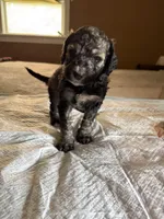 Lando, a male Poodle - Standard  for sale in Deer Park, WA – Photo 2 of 3