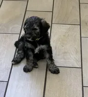 Lando, a male Poodle - Standard  for sale in Deer Park, WA – 4 of 8