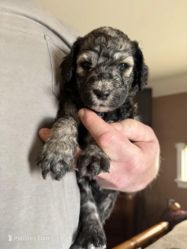 Lando – Poodle - Standard  puppy for sale in Deer Park, WA