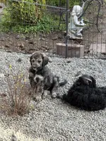 Lando, a male Poodle - Standard  for sale in Deer Park, WA – 3 of 8