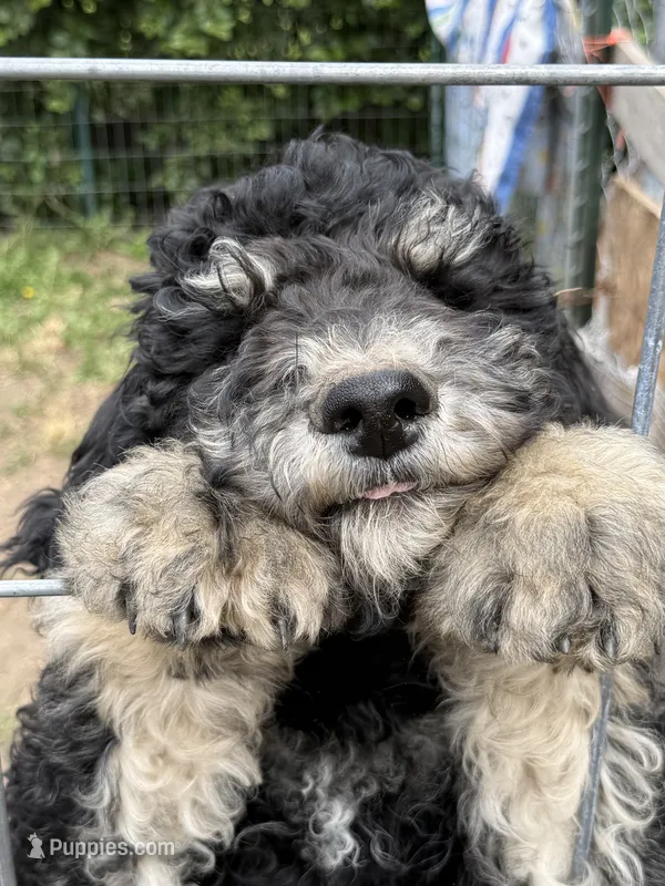 Harry  – Poodle - Standard  puppy for sale in Deer Park, WA