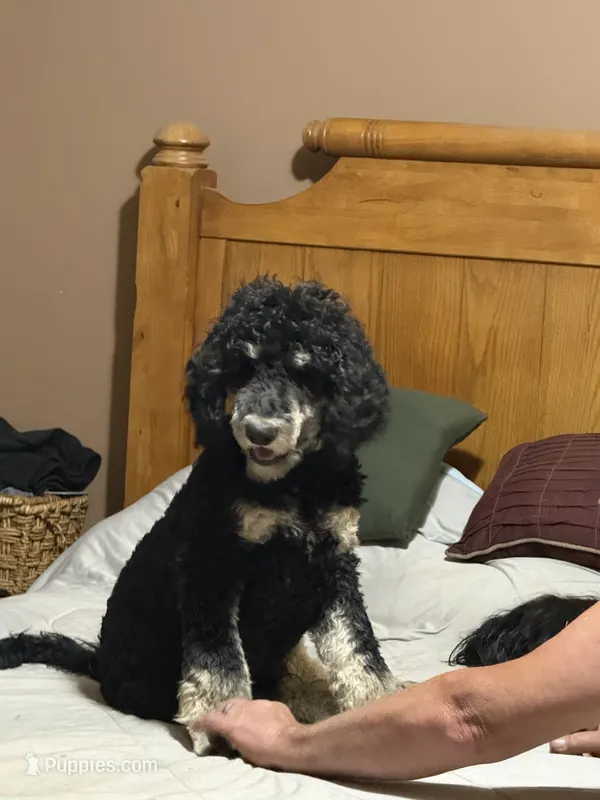 Harry  – Poodle - Standard  puppy for sale in Deer Park, WA