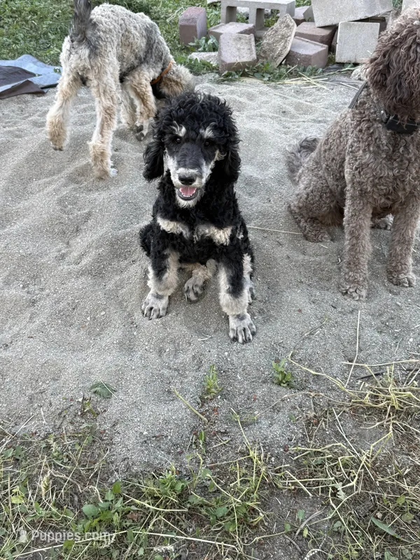 Harry  – Poodle - Standard  puppy for sale in Deer Park, WA