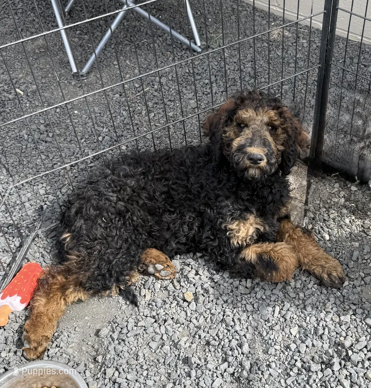 George – Poodle - Standard  puppy for sale in Deer Park, WA