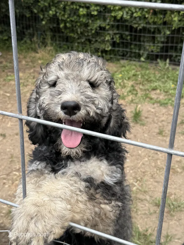 Lando – Poodle - Standard  puppy for sale in Deer Park, WA