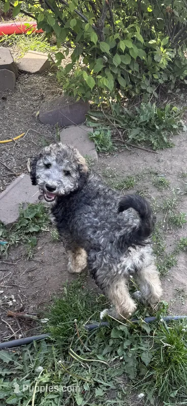 Lando – Poodle - Standard  puppy for sale in Deer Park, WA