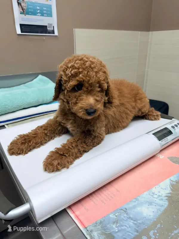 Sophy – Miniature Goldendoodle puppy for sale in Las Vegas, NV