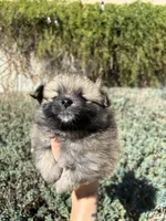 Mini pom, a female Pomeranian for sale in Phoenix, AZ – Photo 2 of 7