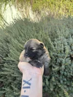 Mini pom, a female Pomeranian for sale in Phoenix, AZ – Photo 6 of 7