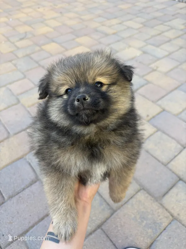 Mini pom
