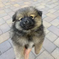 Sasha, a female Pomeranian for sale in Phoenix, AZ – Photo 1 of 3