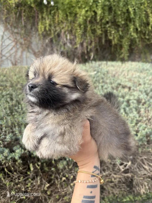 Mini pom