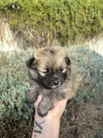 Mini pom, a female Pomeranian for sale in Phoenix, AZ – Photo 3 of 7