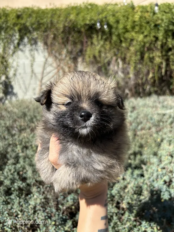 Mini pom