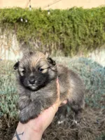 Mini pom, a female Pomeranian for sale in Phoenix, AZ – Photo 4 of 7