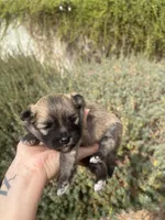 Mini pom, a female Pomeranian for sale in Phoenix, AZ – Photo 5 of 7