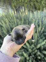 Mini pom, a female Pomeranian for sale in Phoenix, AZ – Photo 7 of 7