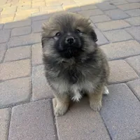 Sasha, a female Pomeranian for sale in Phoenix, AZ – Photo 2 of 3