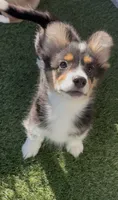 Zia - Fluffy with tail, a female Pembroke Welsh Corgi for sale in Los Angeles, CA – 1 of 1