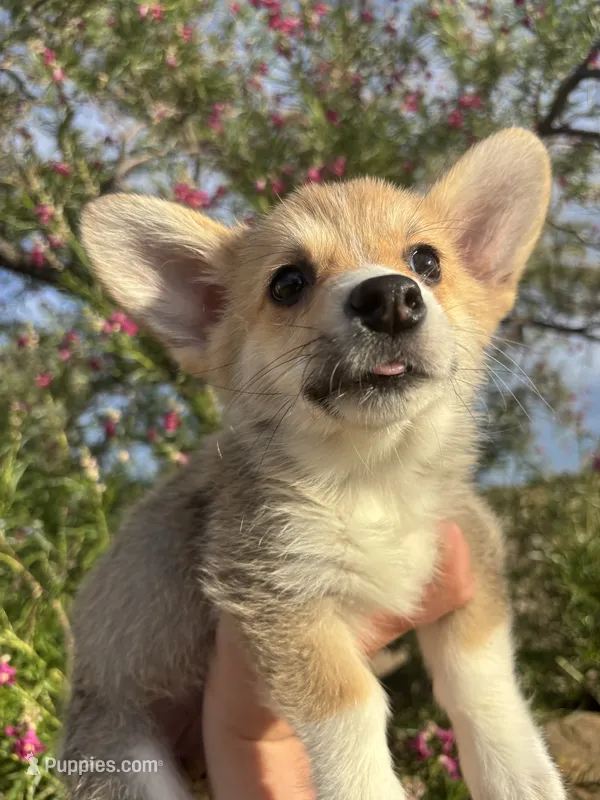 Ash – Pembroke Welsh Corgi puppy for sale in Los Angeles, CA