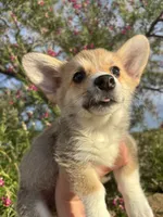 Ash, a female Pembroke Welsh Corgi for sale in Los Angeles, CA – 1 of 1