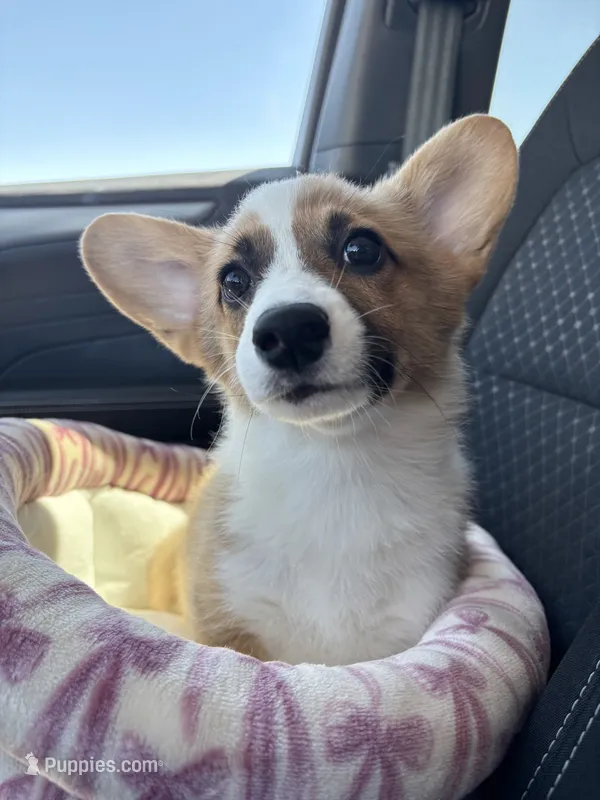 Elsie – Pembroke Welsh Corgi puppy for sale in Los Angeles, CA
