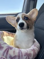 Elsie, a female Pembroke Welsh Corgi for sale in Los Angeles, CA – 1 of 2