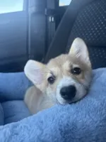 Marley with tail, a female Pembroke Welsh Corgi for sale in Los Angeles, CA – 1 of 1