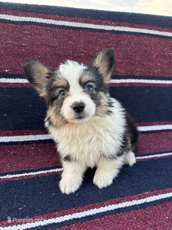 Clyde-Fluffy Coat – Pembroke Welsh Corgi puppy for sale in Los Angeles, CA