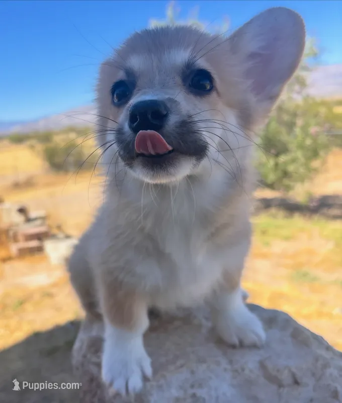 Ziggy – Pembroke Welsh Corgi puppy for sale in Los Angeles, CA