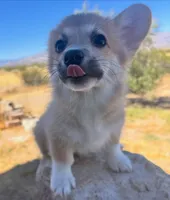 Ziggy, a female Pembroke Welsh Corgi for sale in Los Angeles, CA – 1 of 1