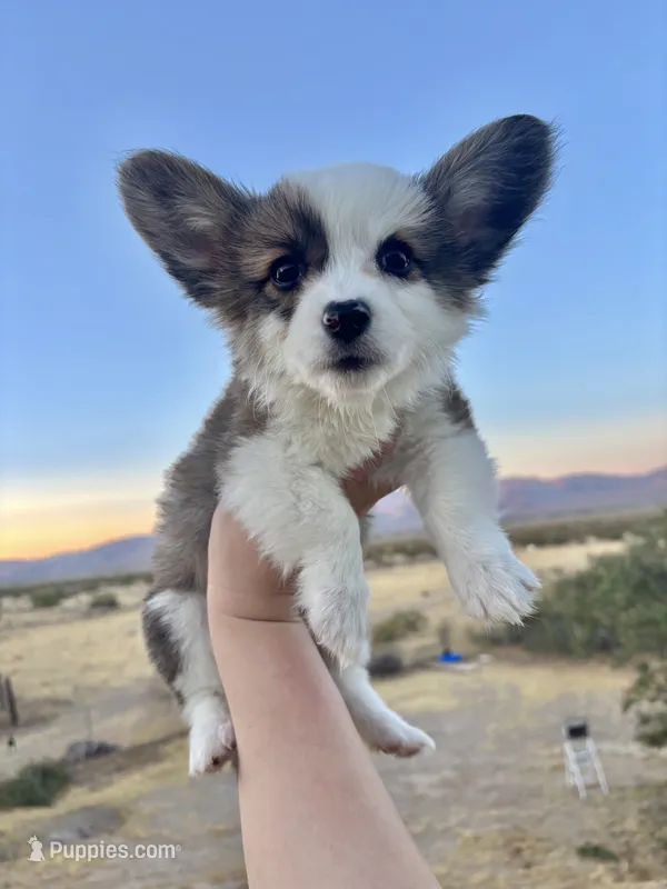 Paleta-Fluffy Coat – Pembroke Welsh Corgi puppy for sale in Los Angeles, CA
