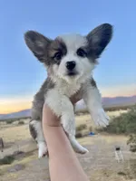 Paleta-Fluffy Coat, a female Pembroke Welsh Corgi for sale in Los Angeles, CA – 1 of 1