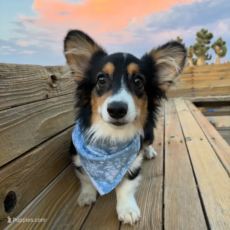Zia - Fluffy with tail – Pembroke Welsh Corgi puppy for sale in Los Angeles, CA