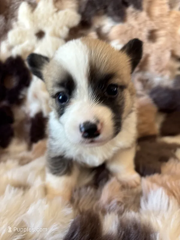 Elsie – Pembroke Welsh Corgi puppy for sale in Los Angeles, CA