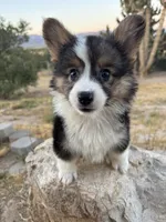OTIS-Fluffy Coat, a male Pembroke Welsh Corgi for sale in Los Angeles, CA – 1 of 1