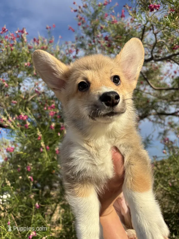 Nugget – Pembroke Welsh Corgi puppy for sale in Los Angeles, CA
