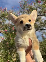 Nugget, a female Pembroke Welsh Corgi for sale in Los Angeles, CA – 1 of 1