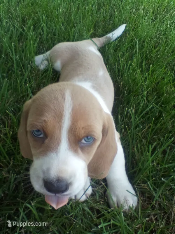 Luna (SOLD) – Basset Hound puppy for sale in Denver, IN