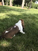 Claire, a female Basset Hound for sale in Denver, IN – 3 of 5