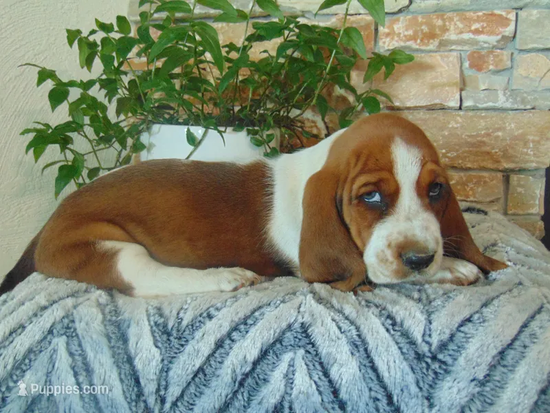 Claire – Basset Hound puppy for sale in Denver, IN